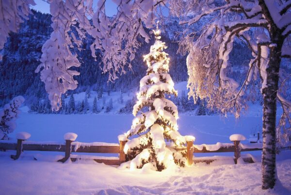 tree chr 3
