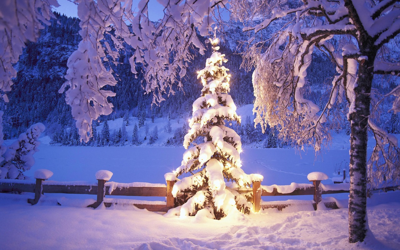 tree chr 3